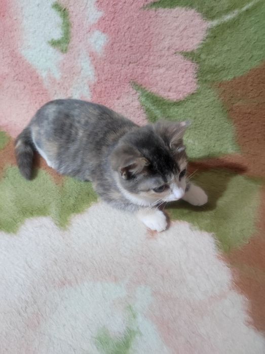 Котёнок 3,5месяца , девочка