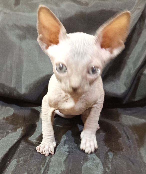 Канадский сфинкс 40 дней