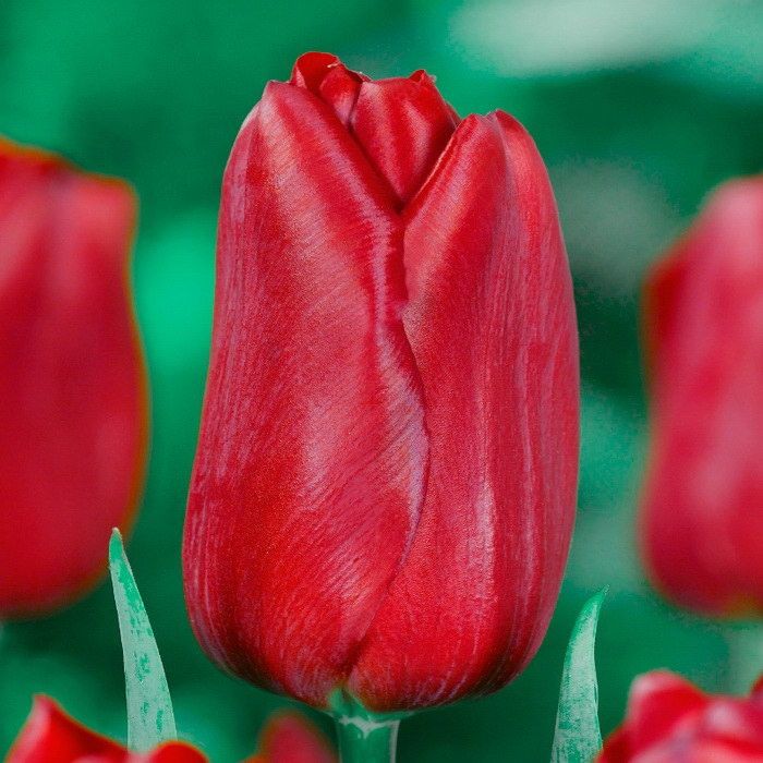 Тюльпаны оптом на 8марта