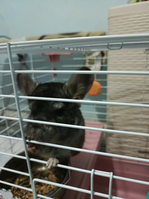 Продам шиншиллу,самец