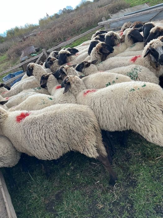 Oi gestante , montate cu suffolk