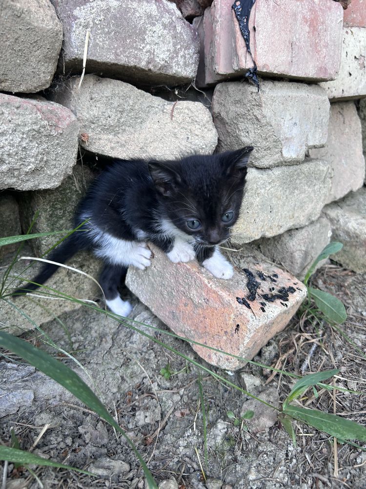 Малки котенца. Подаряват се!
