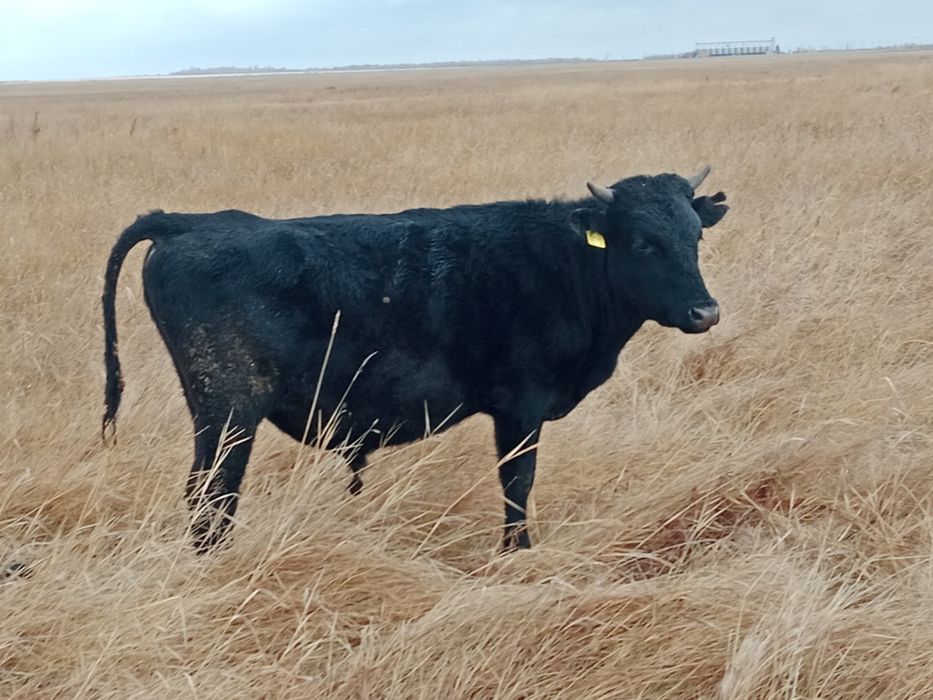 Продам бычков 11 голов