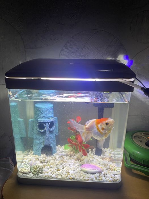 Продам аквариум…