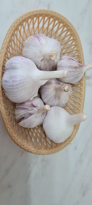 Продам чеснок местный