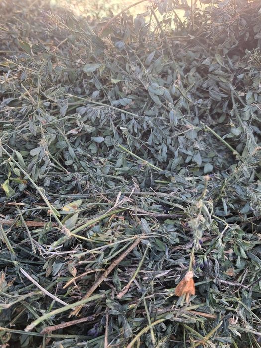 Baloti lucerna / Baloti 1,2 m/Baloti rotunzi lucerna coasa 4/Baloti