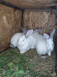 Vând iepuri uriaș de Transilvania la 2 luni!
