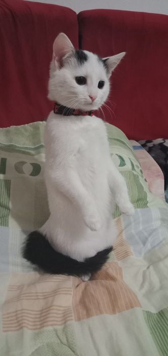 Donez pisicuta, fetita