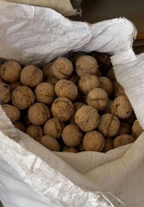 Грецкие орехи домашние