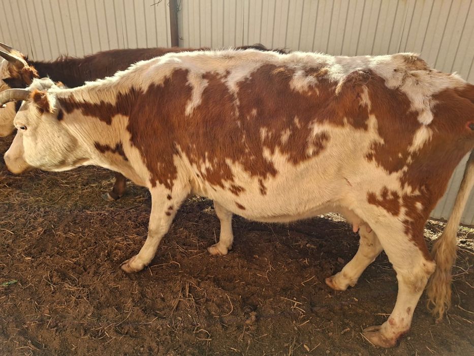 Семиз сиыр сатылады!!