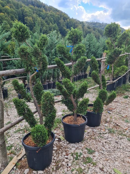 Plante ornamentale