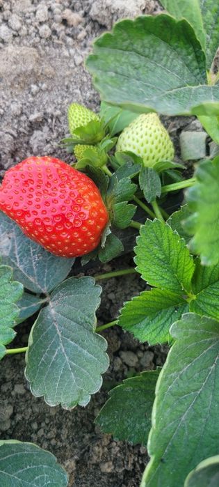 Кулпинай мевалари корейский