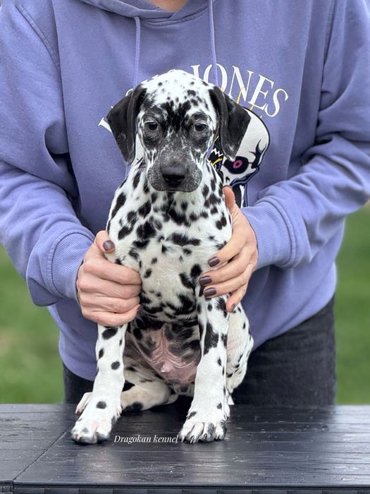 Dalmatian rasă pură cu pedigree