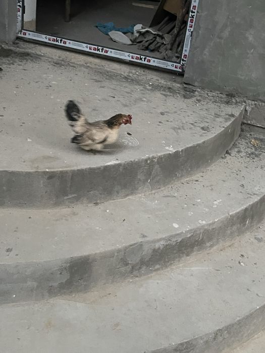 Япон хороз сотилади  товуги хам бор