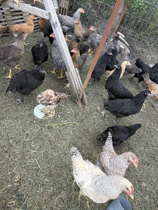 Schimb găini rațe mute și românești cu gâște sau curci inclusiv pui