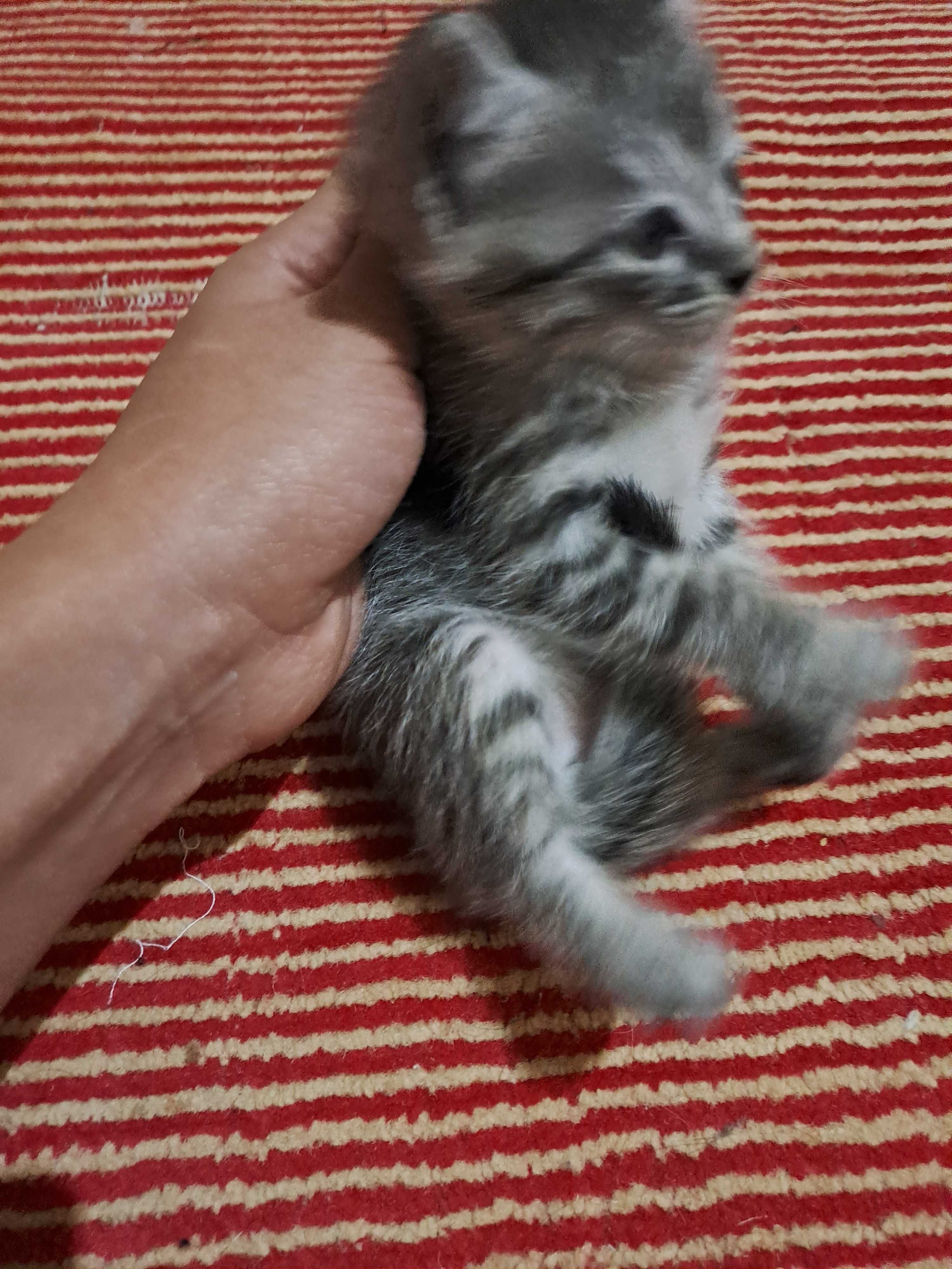 котята в Ургенче