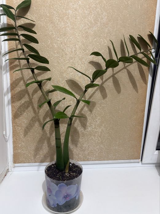 Продам Замиокулькас