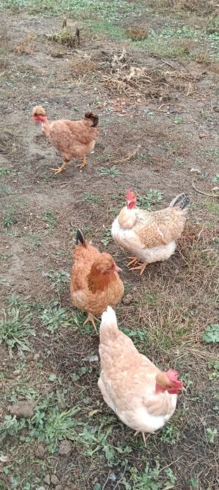 Puicuțe gît golașe la 100 lei