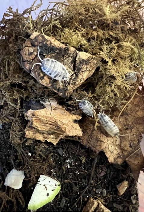 Тропические мокрицы