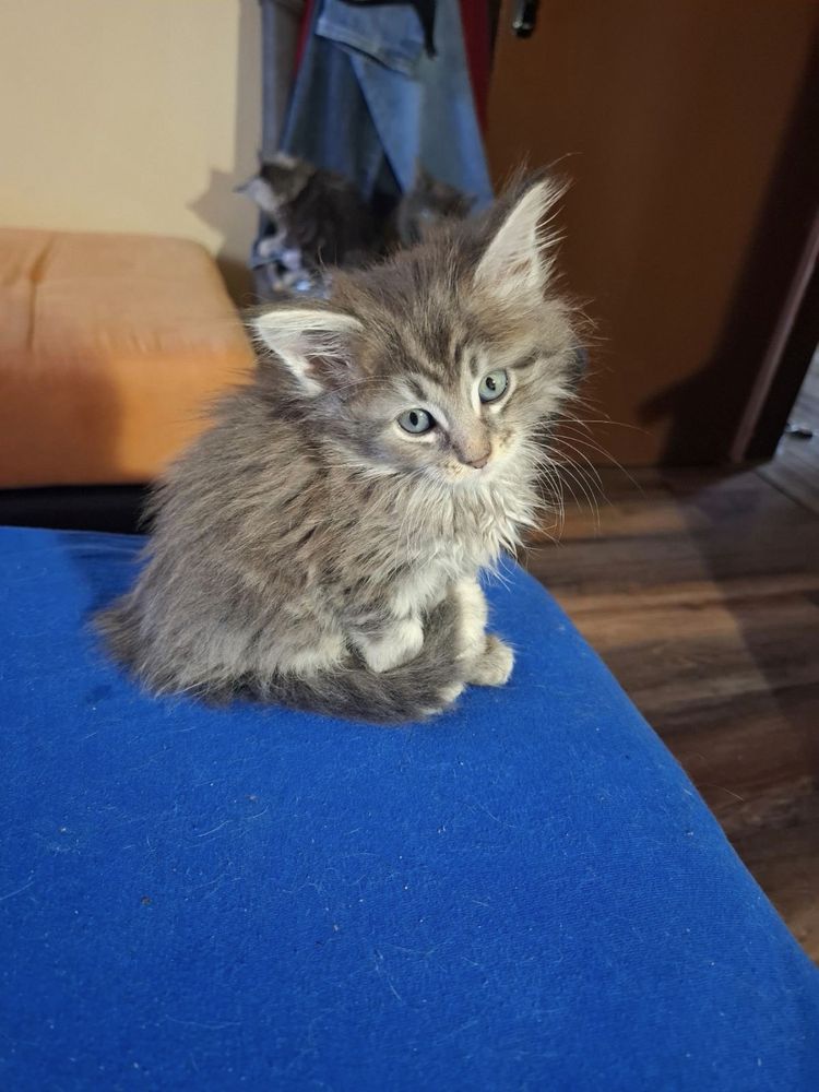 Мейн Кун/Maine Coon/котенца/коте/котки