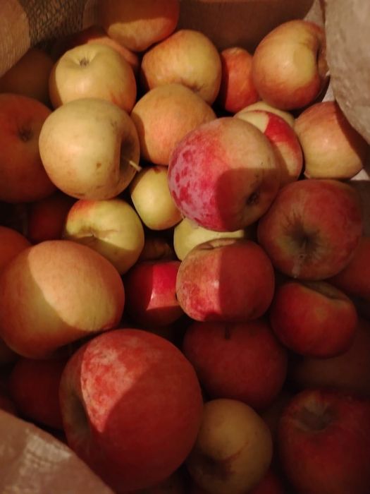 Үйдің алмасы, тәтті