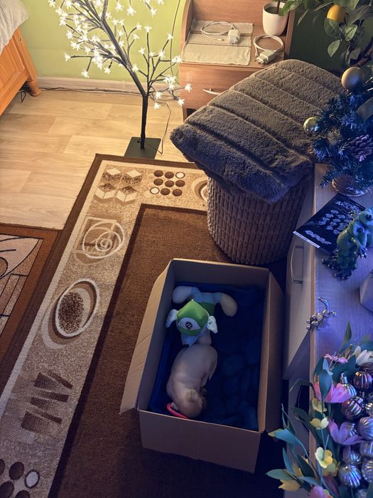 Мини чиху пинчер