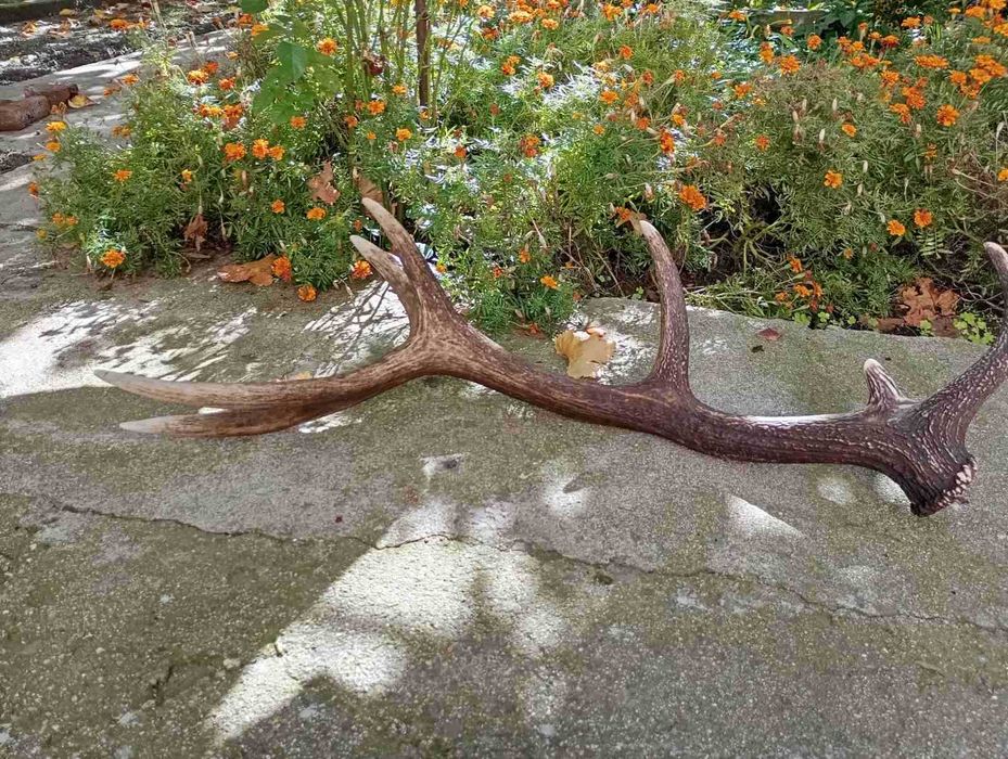 Еленови рога чифт от Средна гора