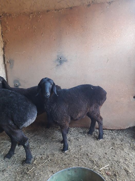 хисори куйлар кучкори бл