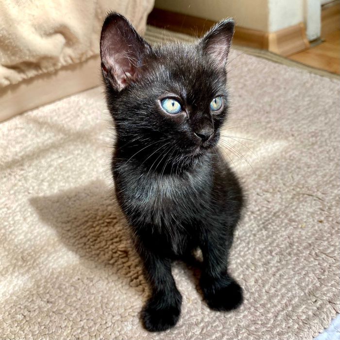 Подарявам домашно мъжко черно коте Ozzy