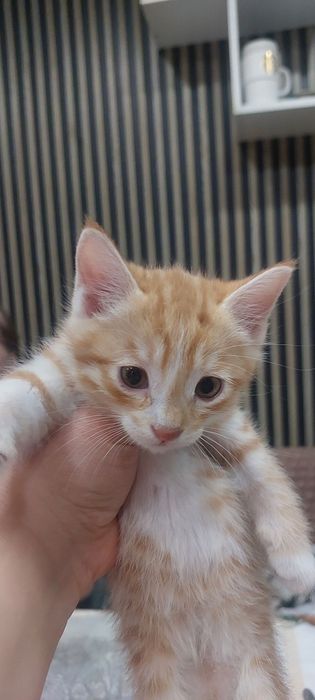 Отдам котят в хорошие руки