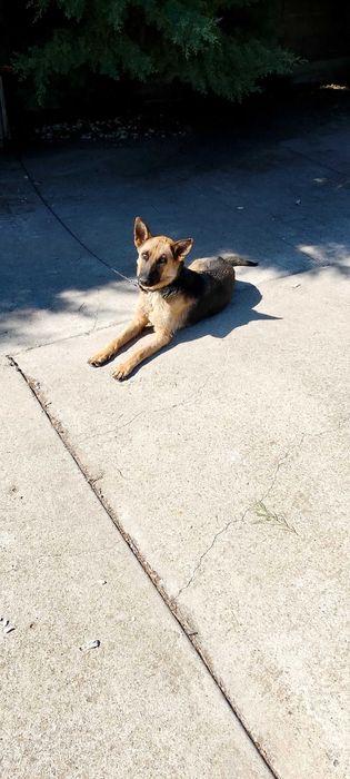 Продавам немска овчарка