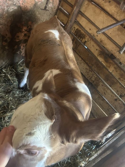 De vânzare vițea de 2 luni