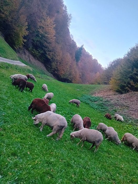 vind 20 de oi ,10 cirlani și 2 berbeci