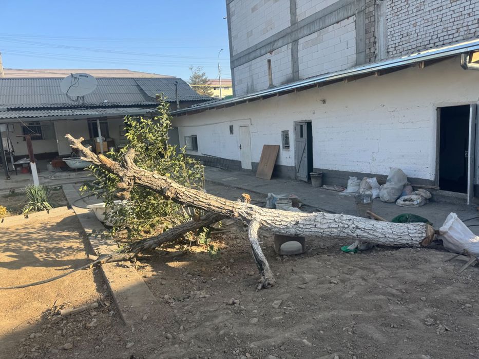 Дерево Орех на дрова или топку. Самовывоз.
