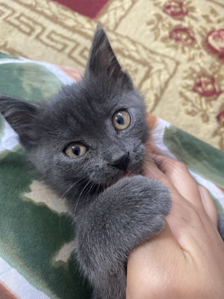Котенок британский в добрее руки