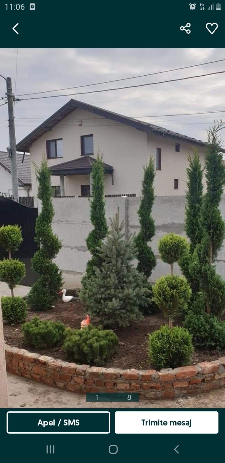 Vând plante ornamentale oriunde în țară execut grătare cascade cu tot