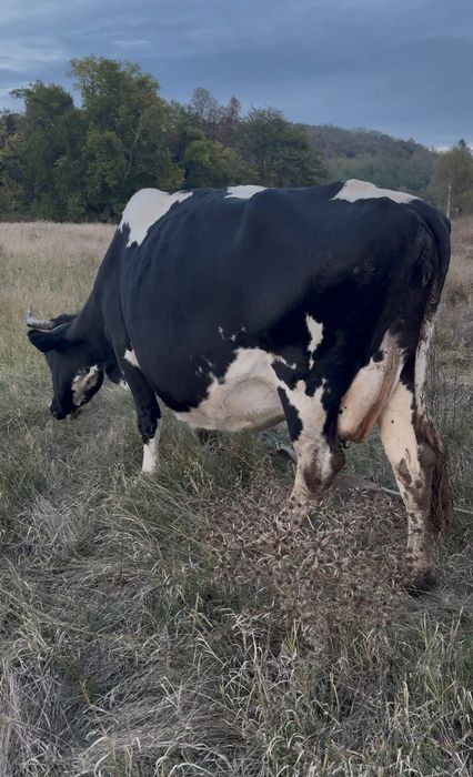 Vând vaca depusă sa fete