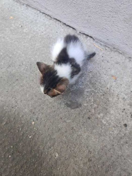 Adoptie pisica Brasov