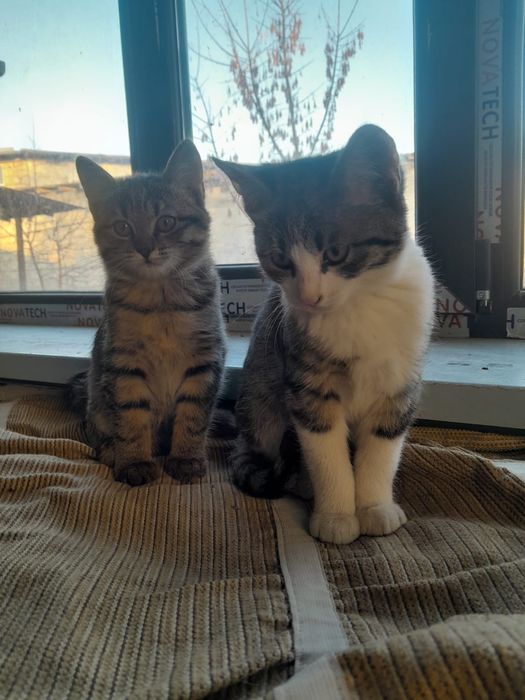 Отдам в хорошие руки котят.