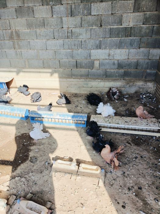 Голуби голуби голуби