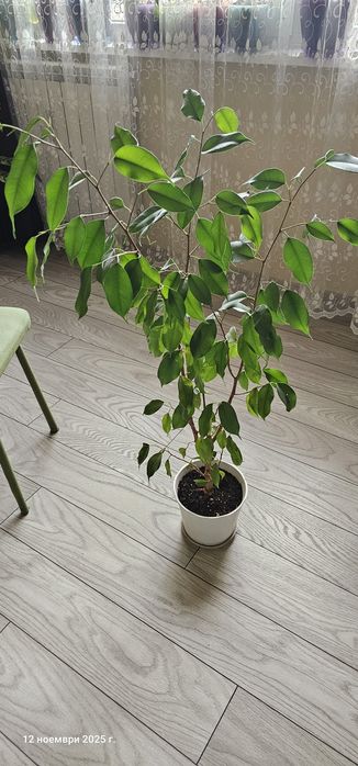 Бенджамин 100 см