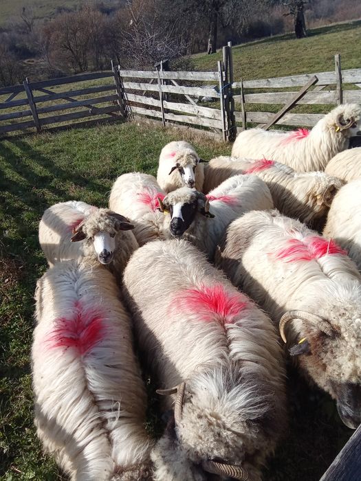 Oi frumoase de vanzare