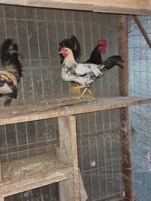 Vand cocosi pitici tineri