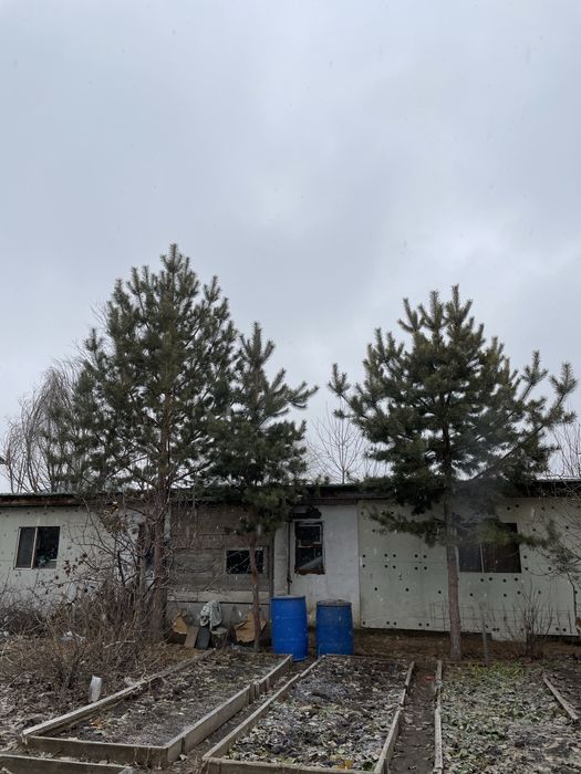 Живая елка разных размеров 5-6 метр