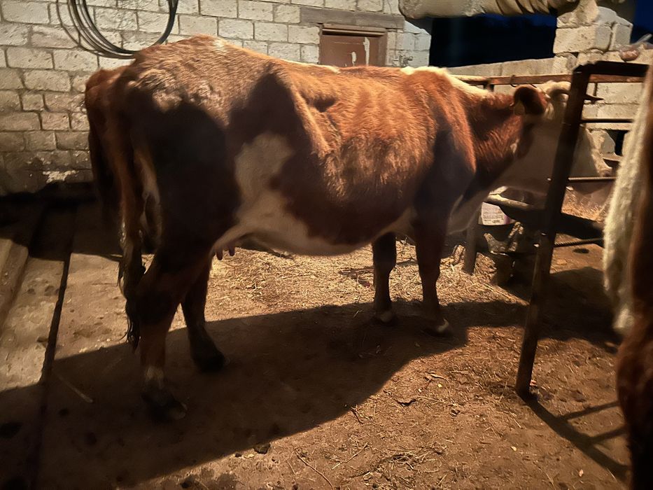 Буаз сиырлар сатылады.