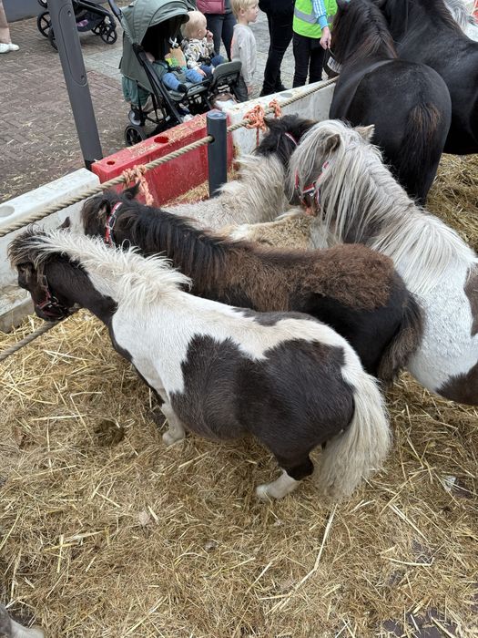 Vand pui manz mini ponei in varsta de 6 luni mini shetland