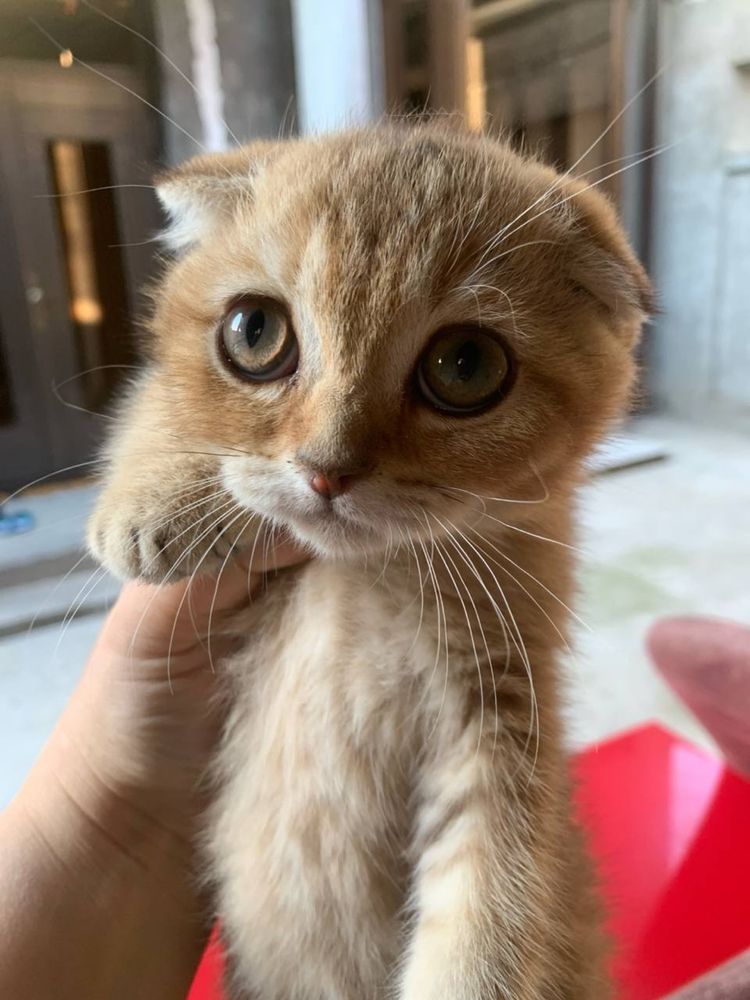 Скотиш страйт скотиш фолд