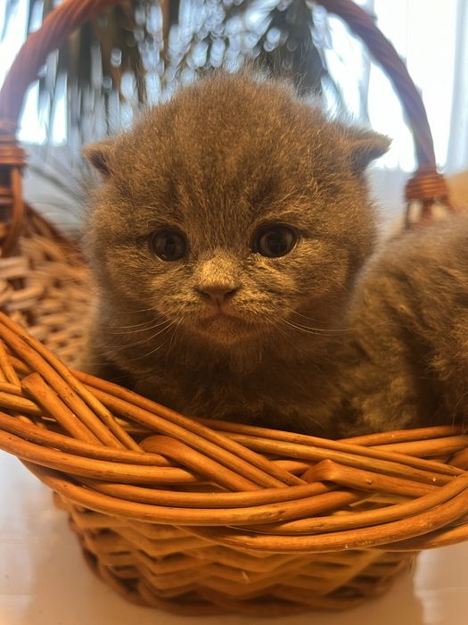 Pui brithis shorthair