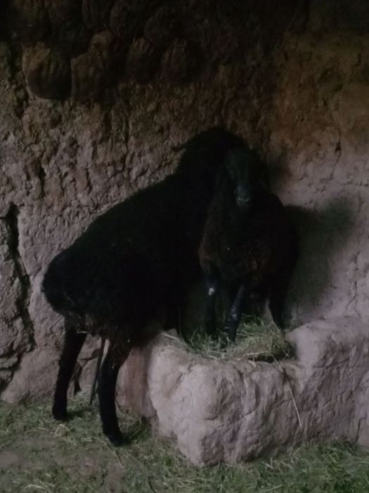 Arzon narxda quchqorlar 2ta boqilgan,,