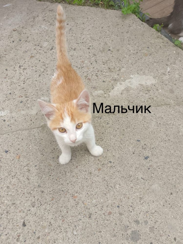 Котята ищут дом и заботливую семью
